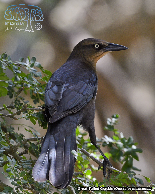 Great-Tailed Grackle - Quiscalus mexicanus