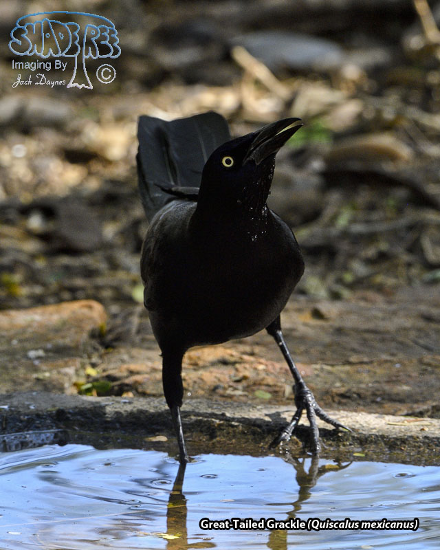 Great-Tailed Grackle - Quiscalus mexicanus