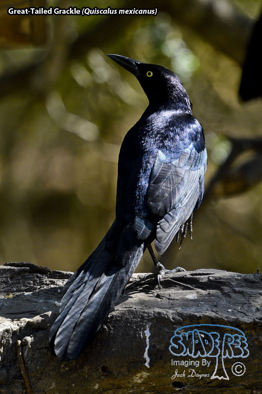 Great-Tailed Grackle - Quiscalus mexicanus