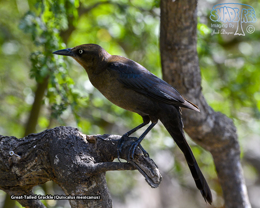Great-Tailed Grackle - Quiscalus mexicanus