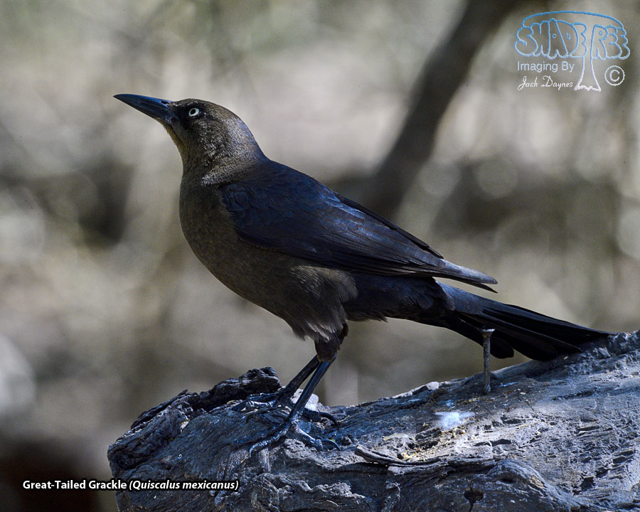 Great-Tailed Grackle - Quiscalus mexicanus