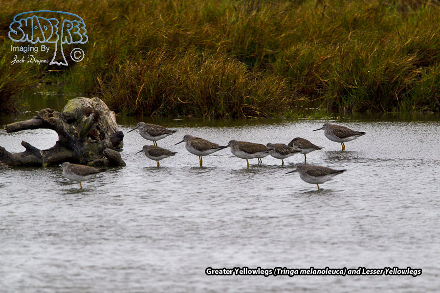 Greater Yellowlegs - Tringa melanoleuca