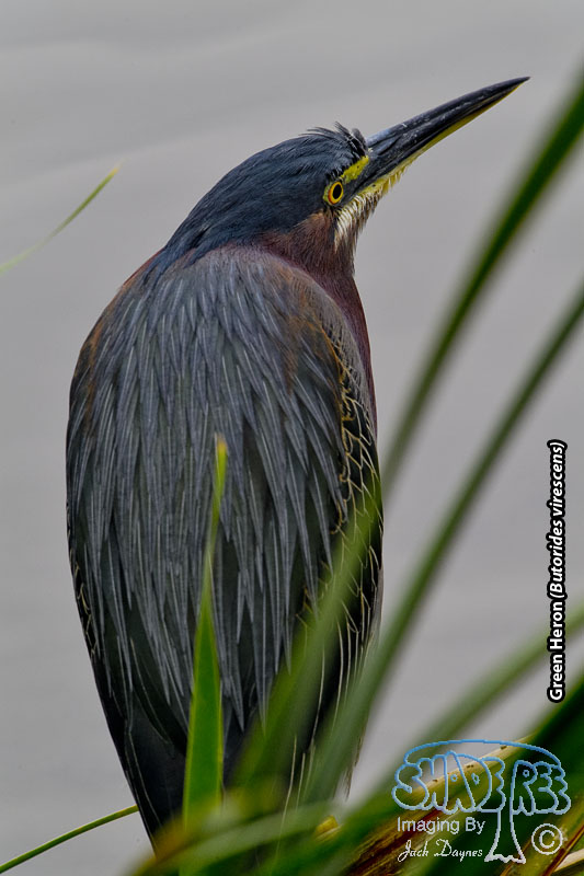 Green Heron - Butorides virescens
