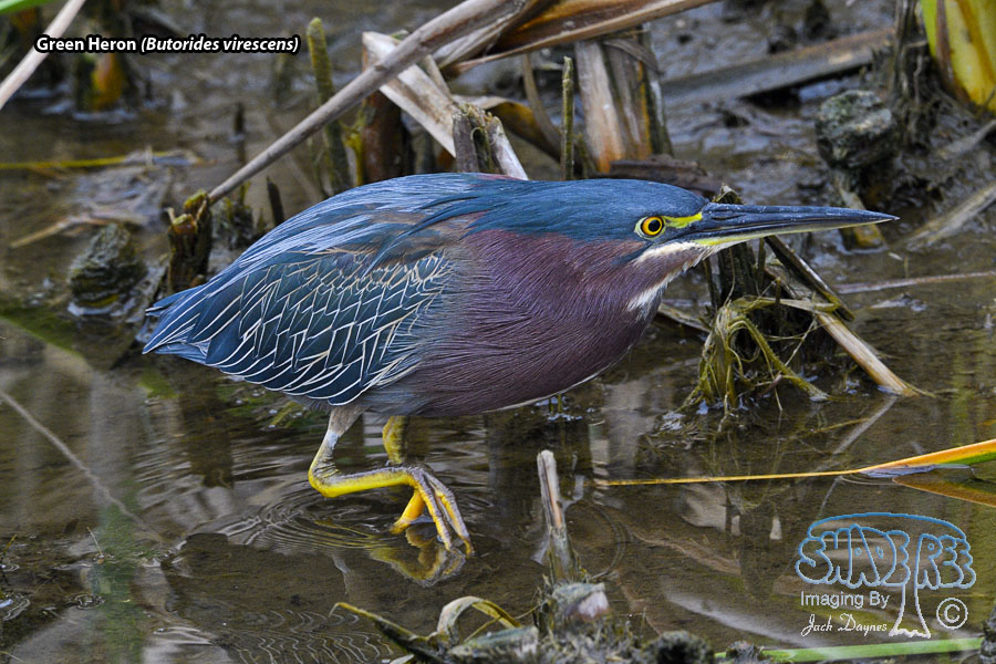 Green Heron - Butorides virescens