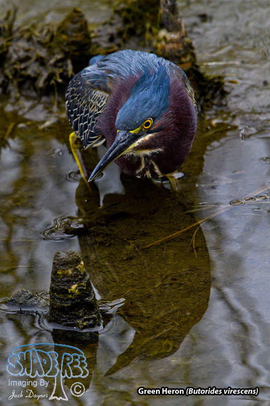 Green Heron - Butorides virescens