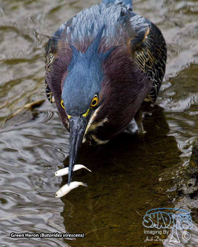 Green Heron - Butorides virescens