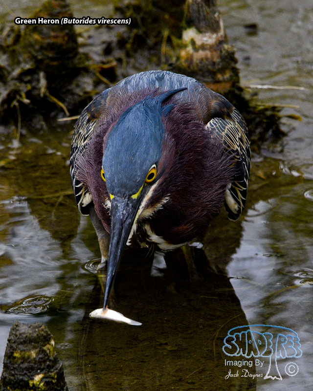 Green Heron - Butorides virescens
