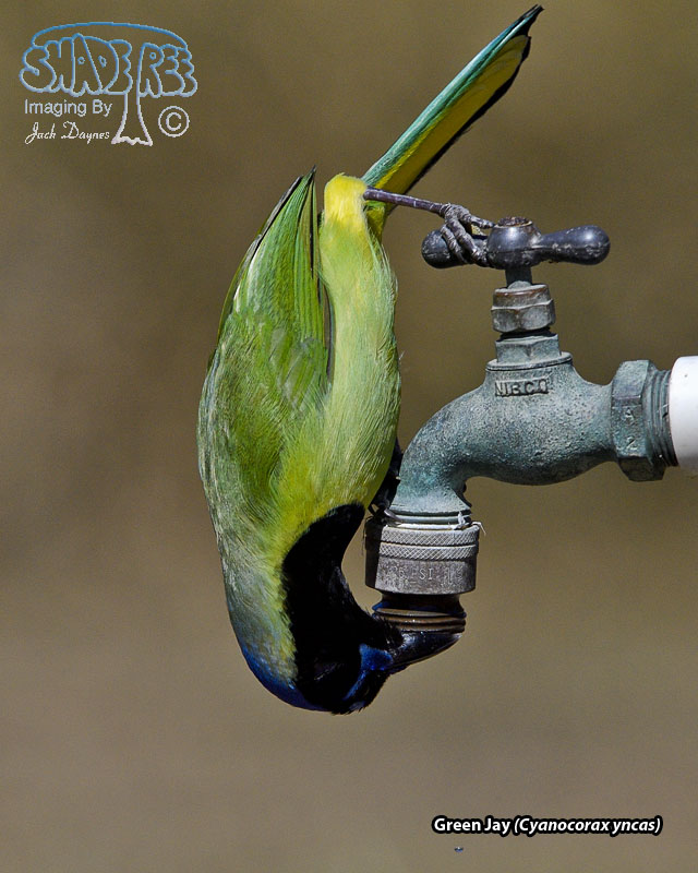 Green Jay - Cyanocorax yncas