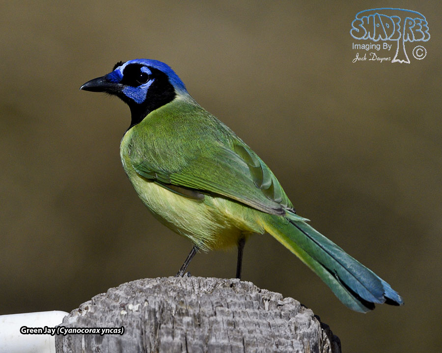 Green Jay - Cyanocorax yncas