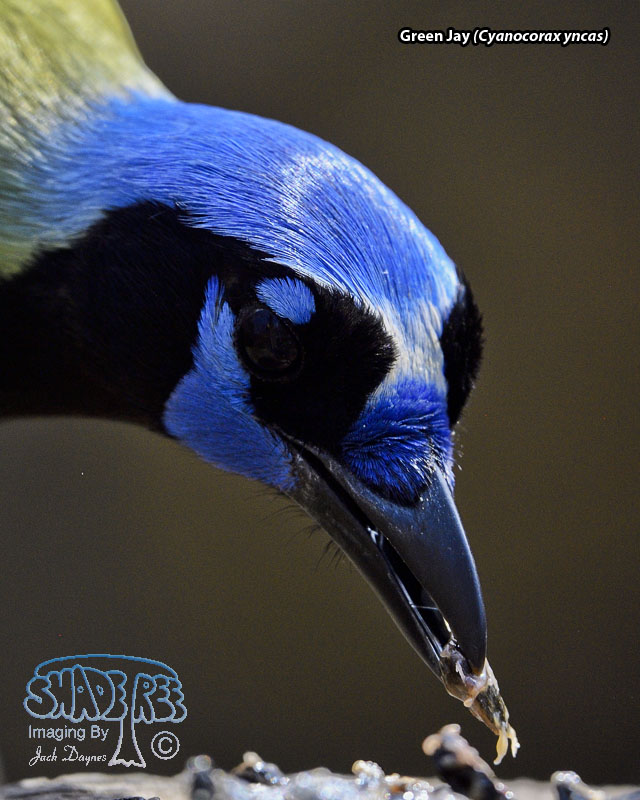 Green Jay - Cyanocorax yncas