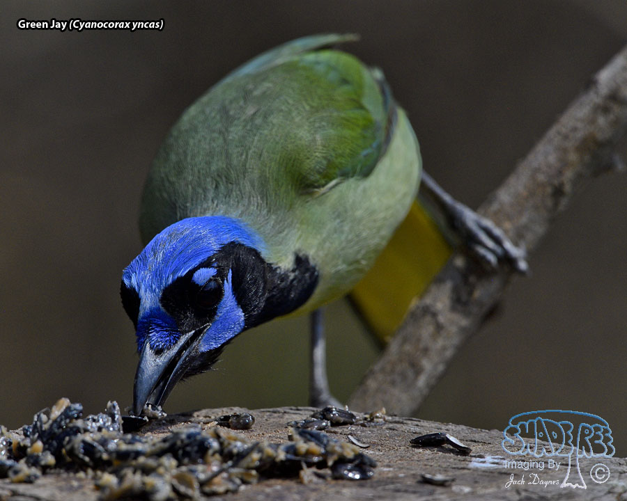 Green Jay - Cyanocorax yncas