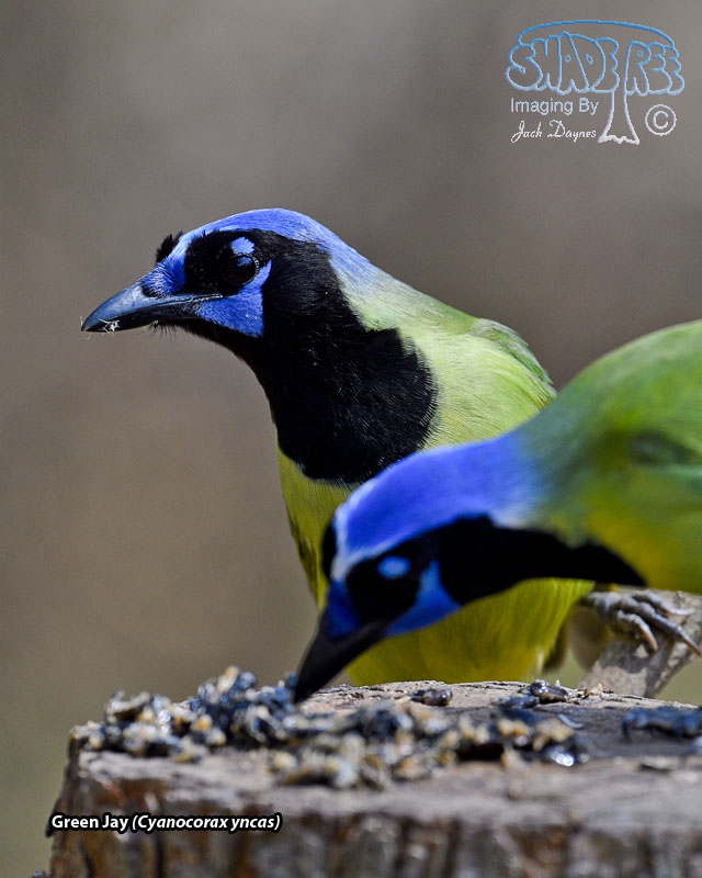 Green Jay - Cyanocorax yncas