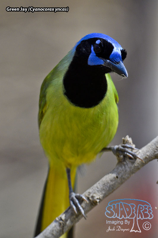 Green Jay - Cyanocorax yncas
