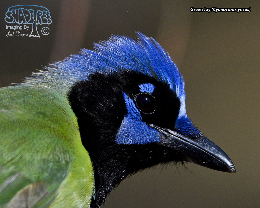 Green Jay - Cyanocorax yncas