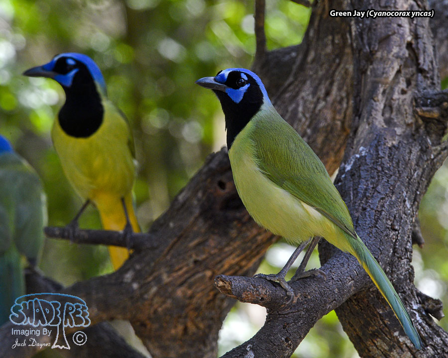 Green Jay - Cyanocorax yncas