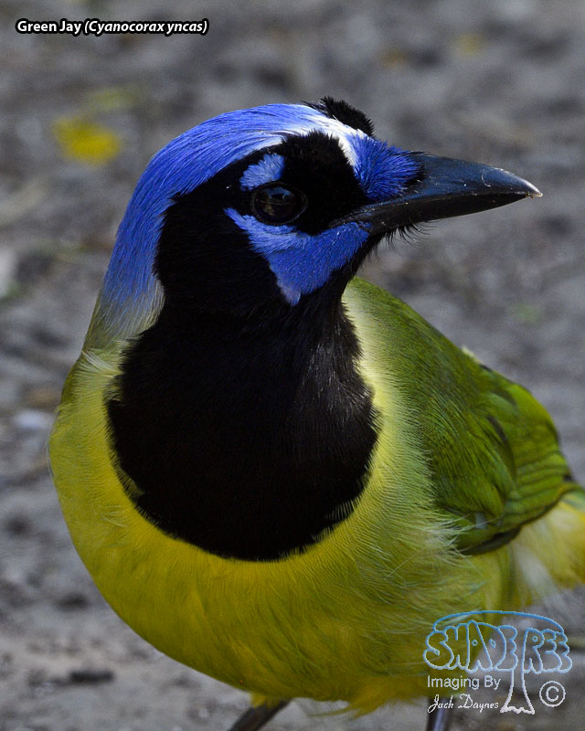 Green Jay - Cyanocorax yncas