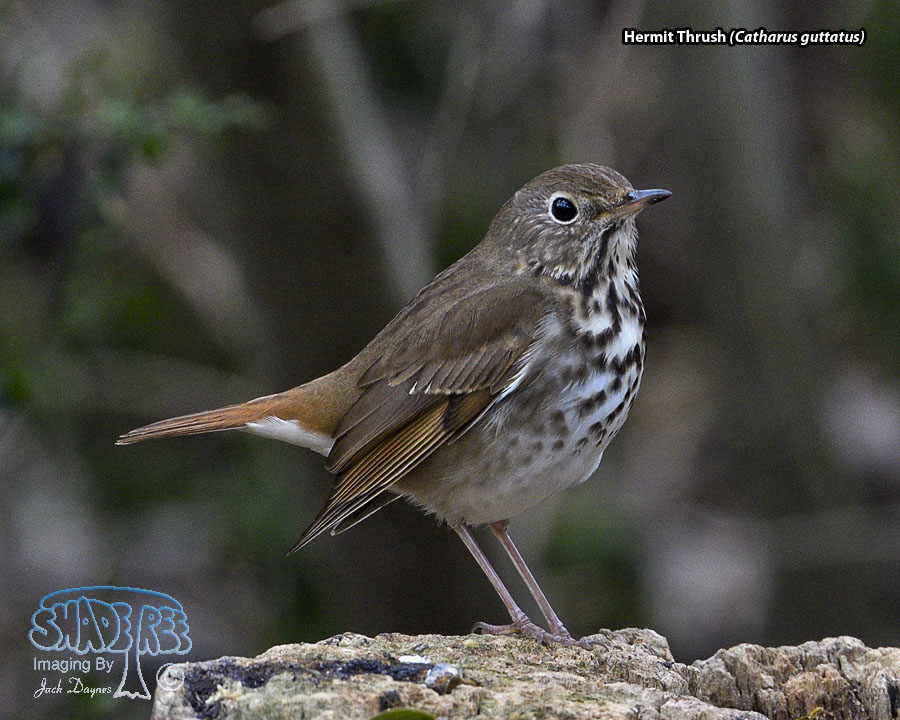Hermit Thrush - Catharus guttatus