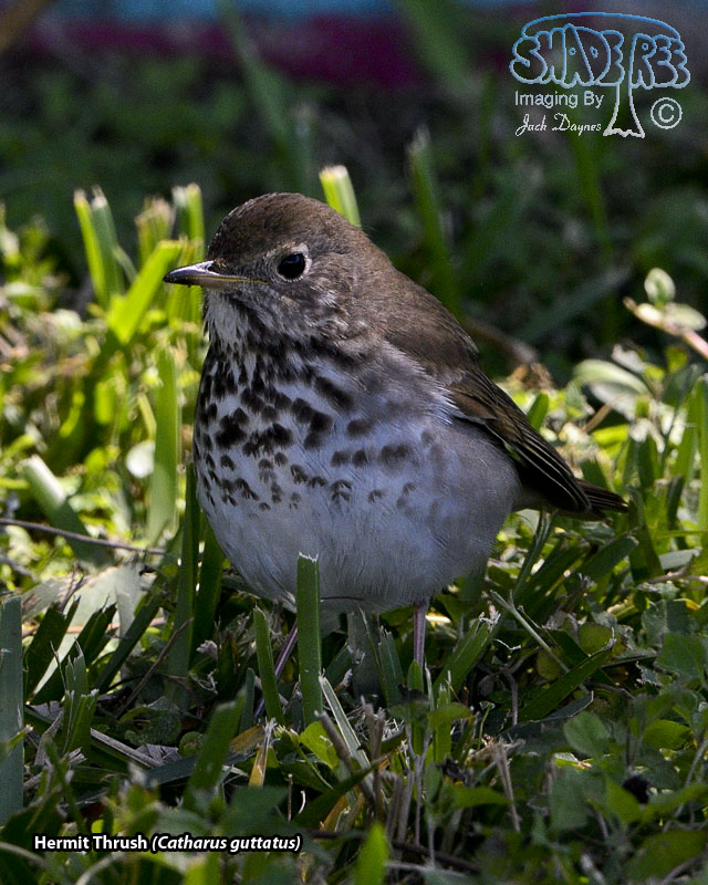 Hermit Thrush - Catharus guttatus