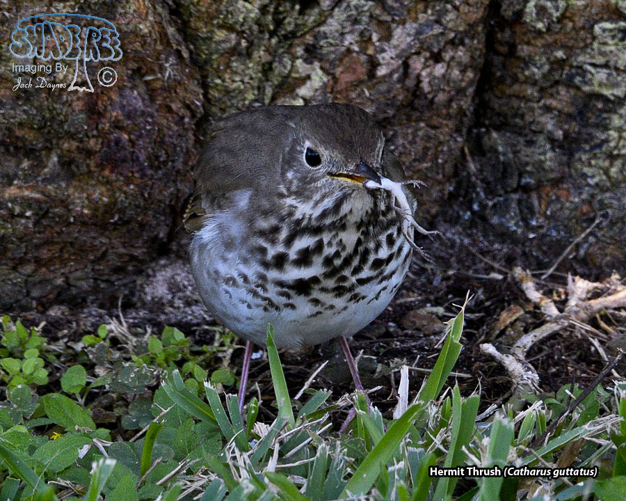 Hermit Thrush - Catharus guttatus