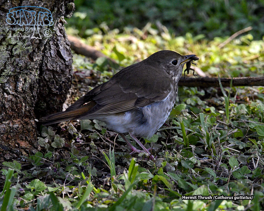 Hermit Thrush - Catharus guttatus