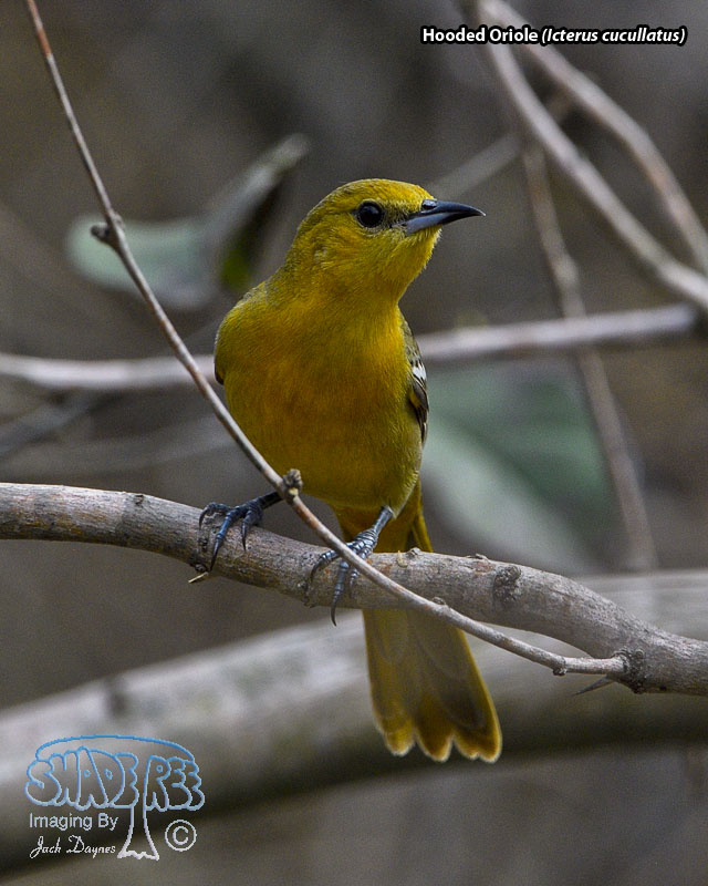 Hooded Oriole - Icterus cucullatus
