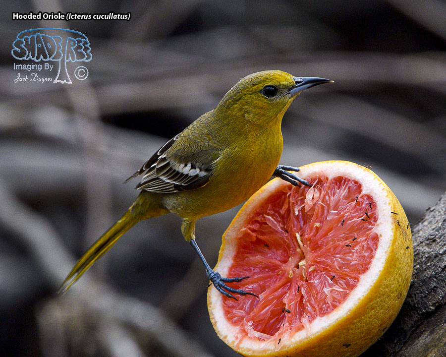 Hooded Oriole - Icterus cucullatus
