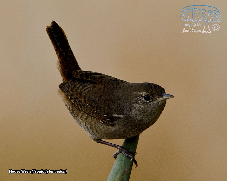 House Wren - Troglodytes aedon