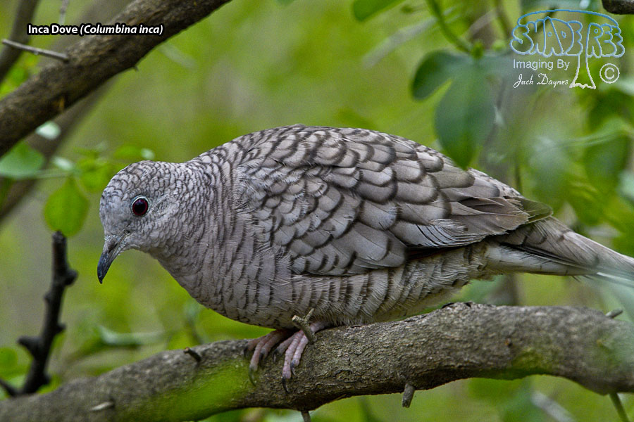 Inca Dove - Columbina inca