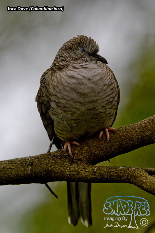 Inca Dove - Columbina inca