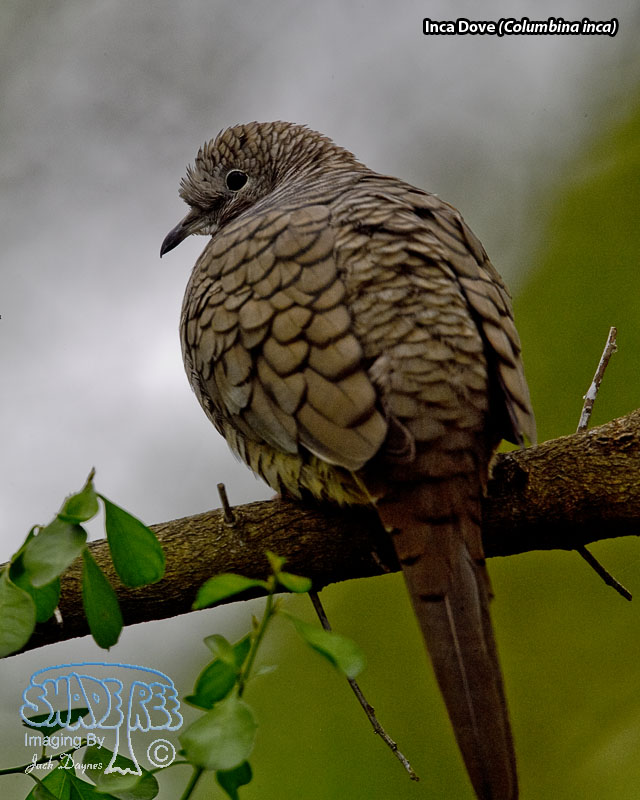 Inca Dove - Columbina inca