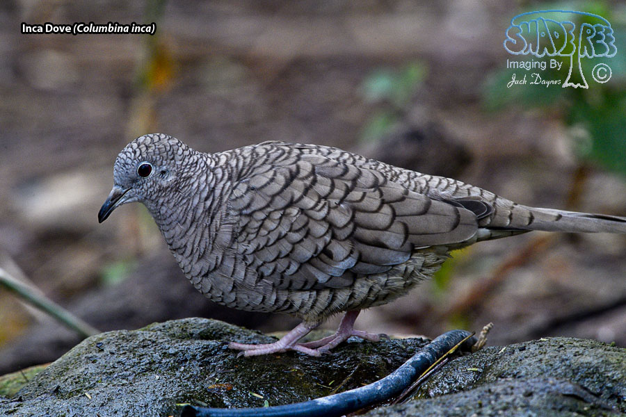 Inca Dove - Columbina inca