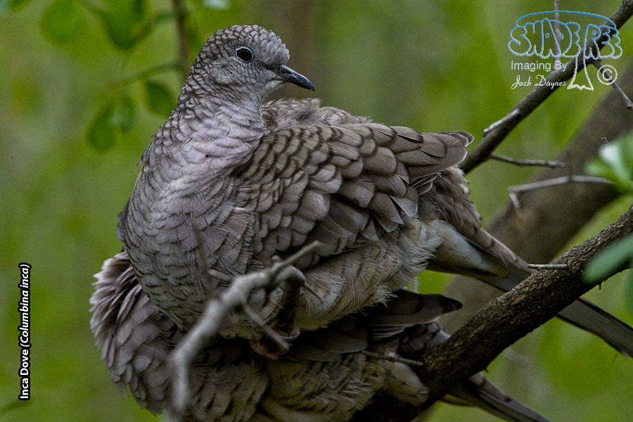 Inca Dove - Columbina inca