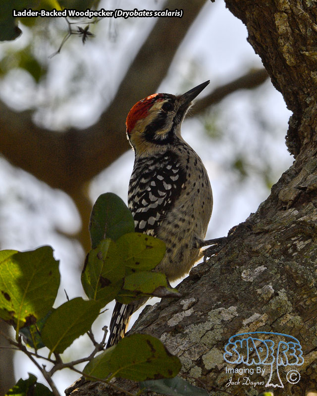 Ladder-Backed Woodpecker - Dryobates scalaris