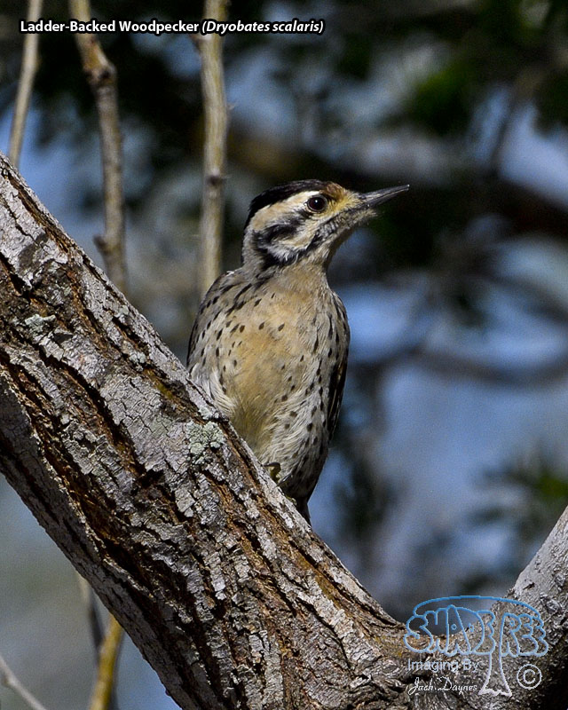 Ladder-Backed Woodpecker - Dryobates scalaris