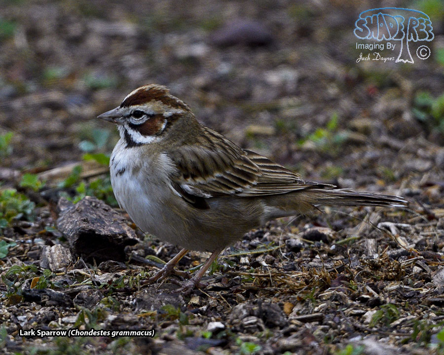 Lark Sparrow - Chondestes grammacus