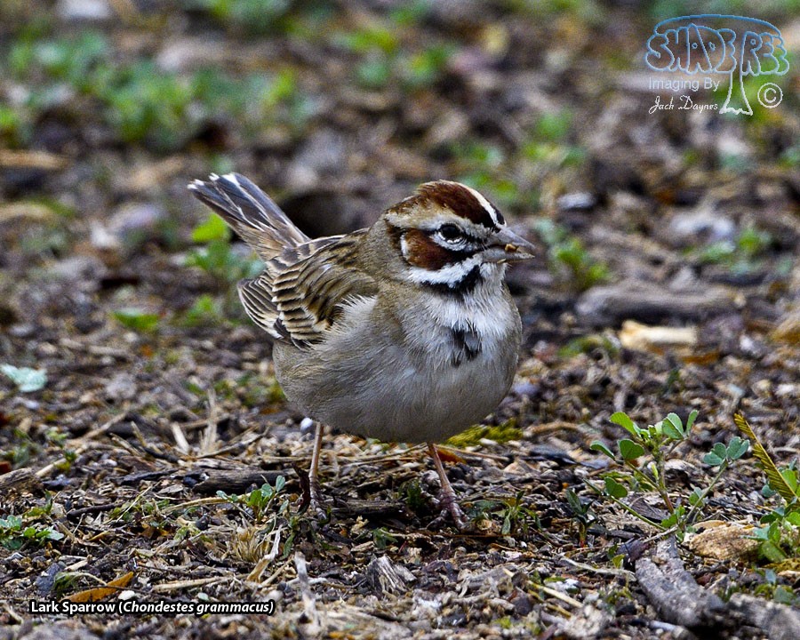 Lark Sparrow - Chondestes grammacus