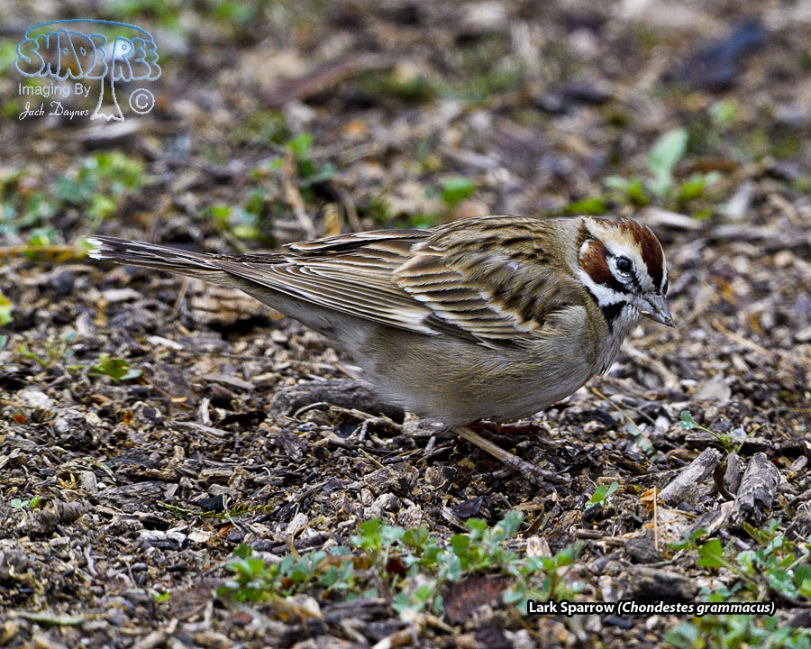 Lark Sparrow - Chondestes grammacus