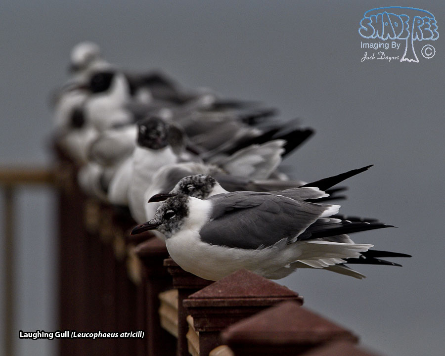 Laughing Gull - Leucophaeus atricill