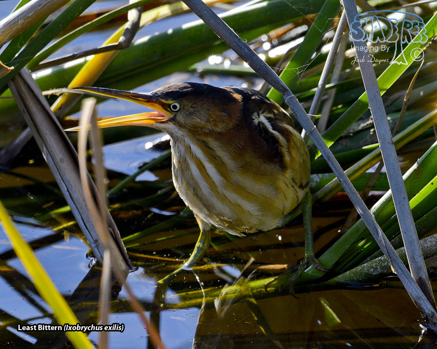 Least Bittern - Ixobrychus exilis