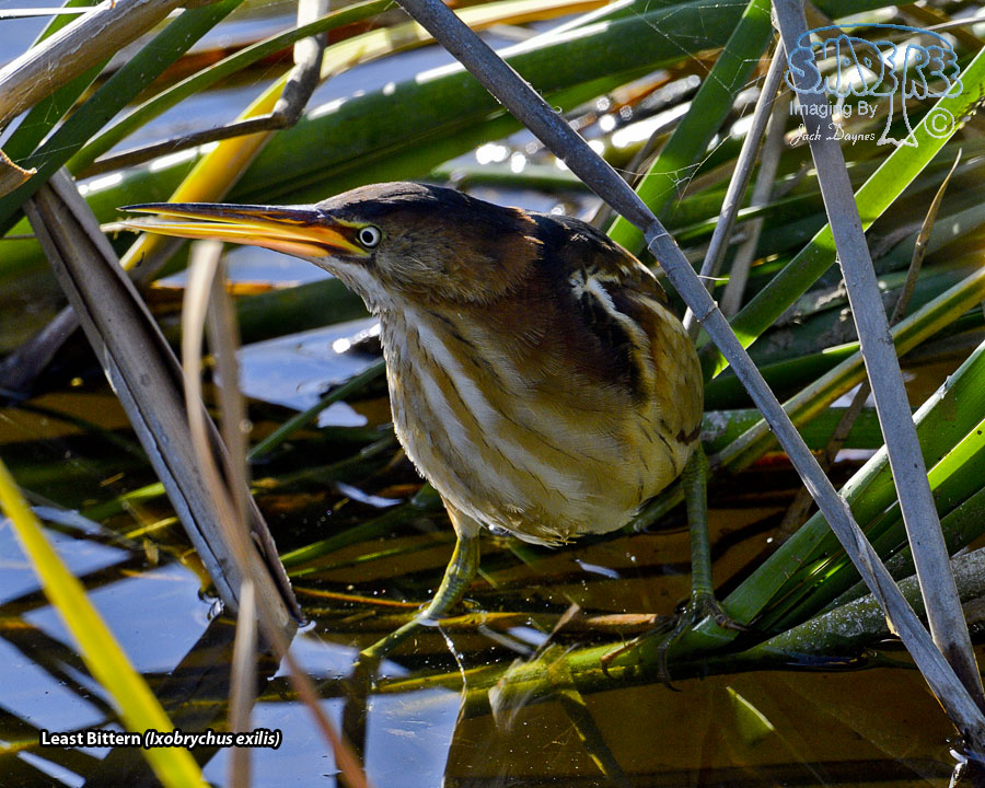 Least Bittern - Ixobrychus exilis