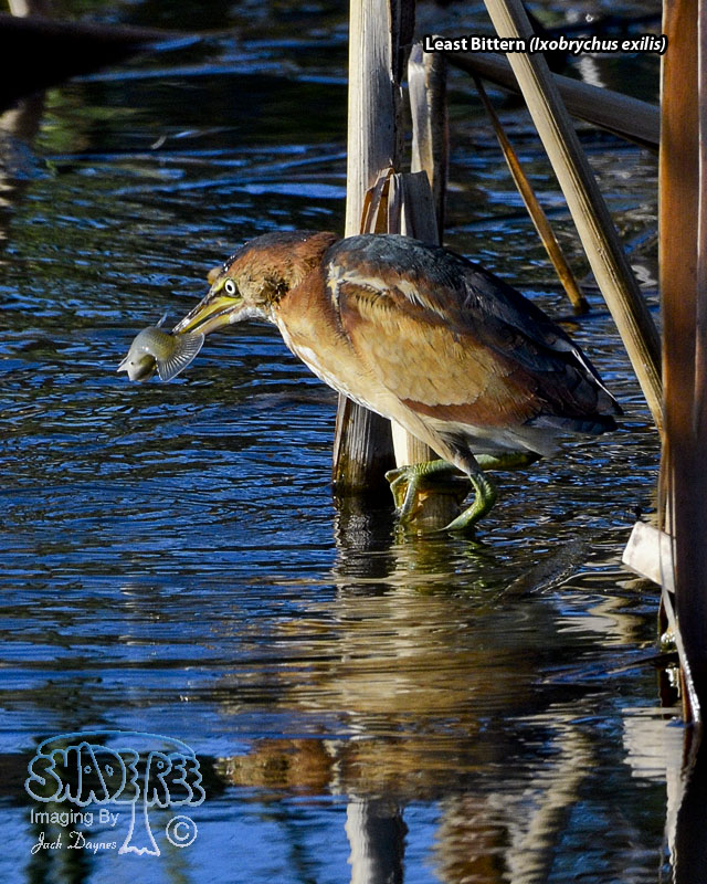Least Bittern - Ixobrychus exilis