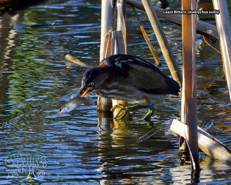 Least Bittern - Ixobrychus exilis