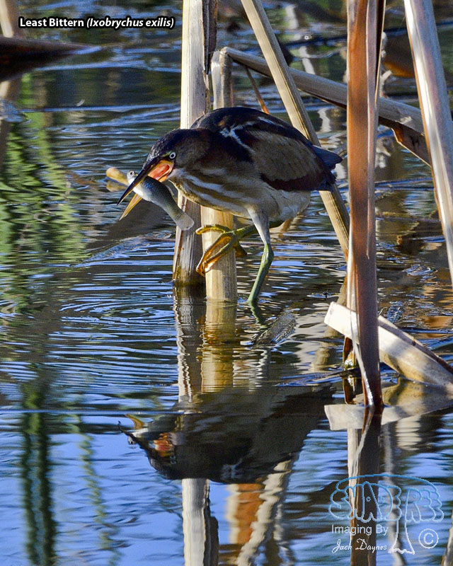 Least Bittern - Ixobrychus exilis