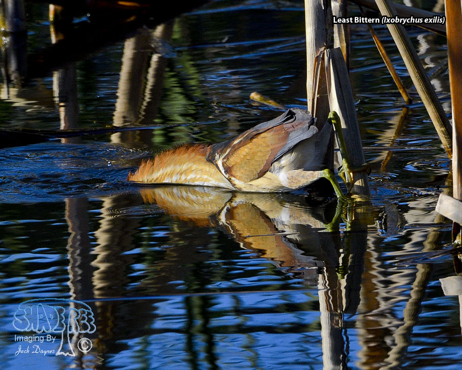Least Bittern - Ixobrychus exilis