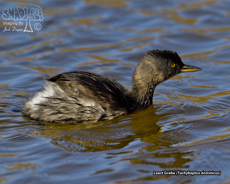 Least Grebe - Tachybaptus dominicus