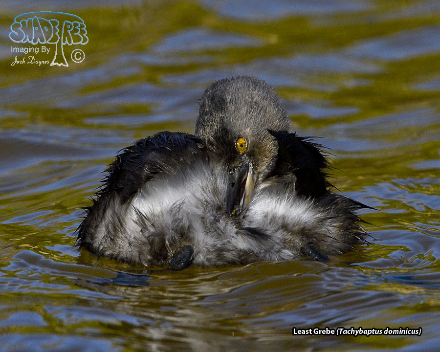 Least Grebe - Tachybaptus dominicus