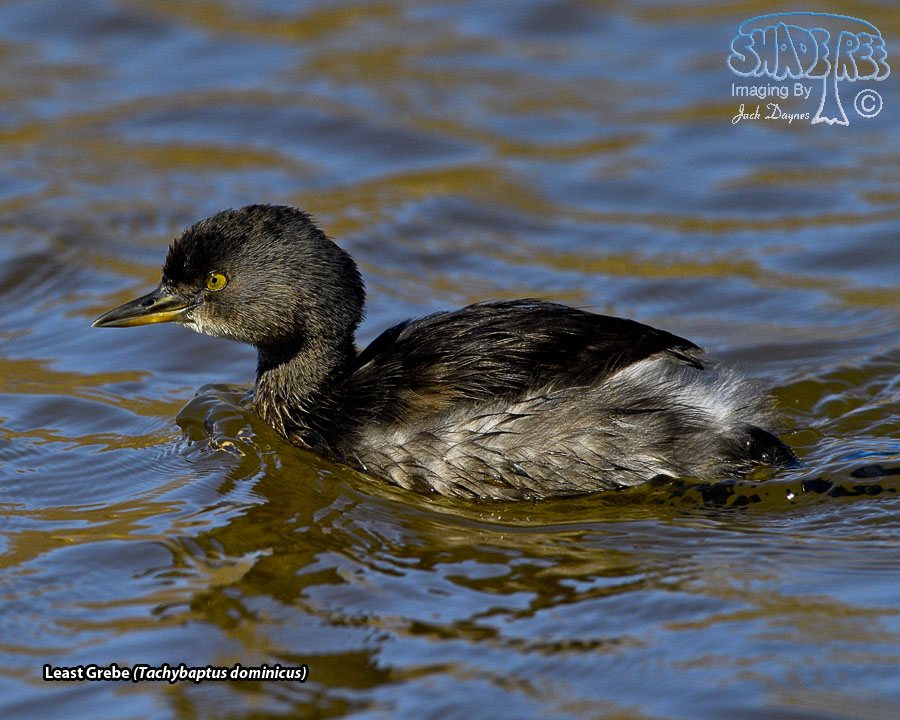 Least Grebe - Tachybaptus dominicus