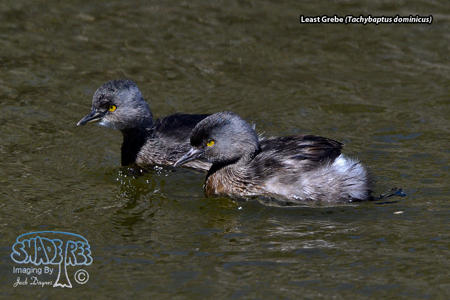 Least Grebe - Tachybaptus dominicus