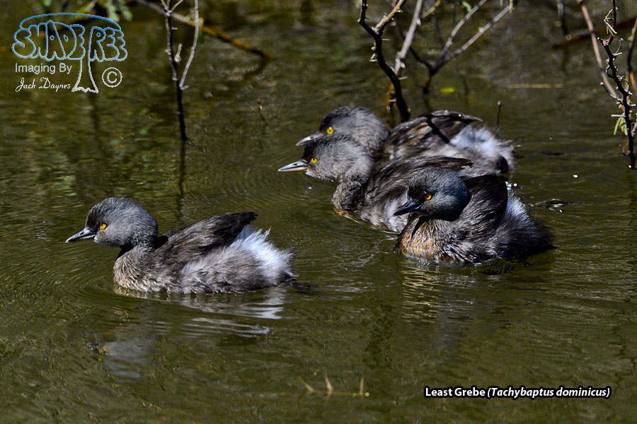 Least Grebe - Tachybaptus dominicus
