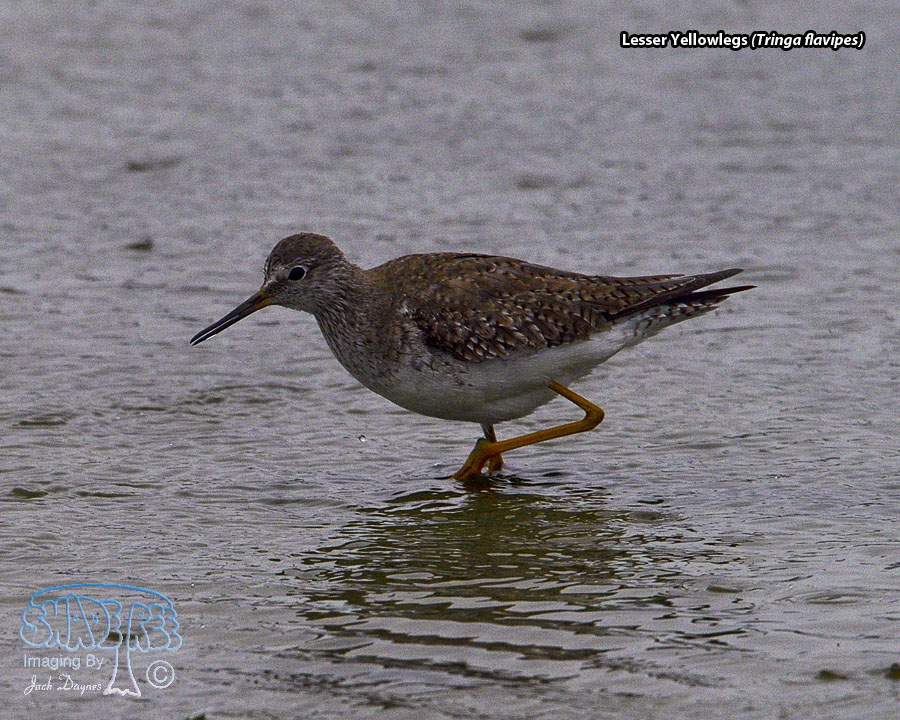 Lesser Yellowlegs - Tringa flavipes